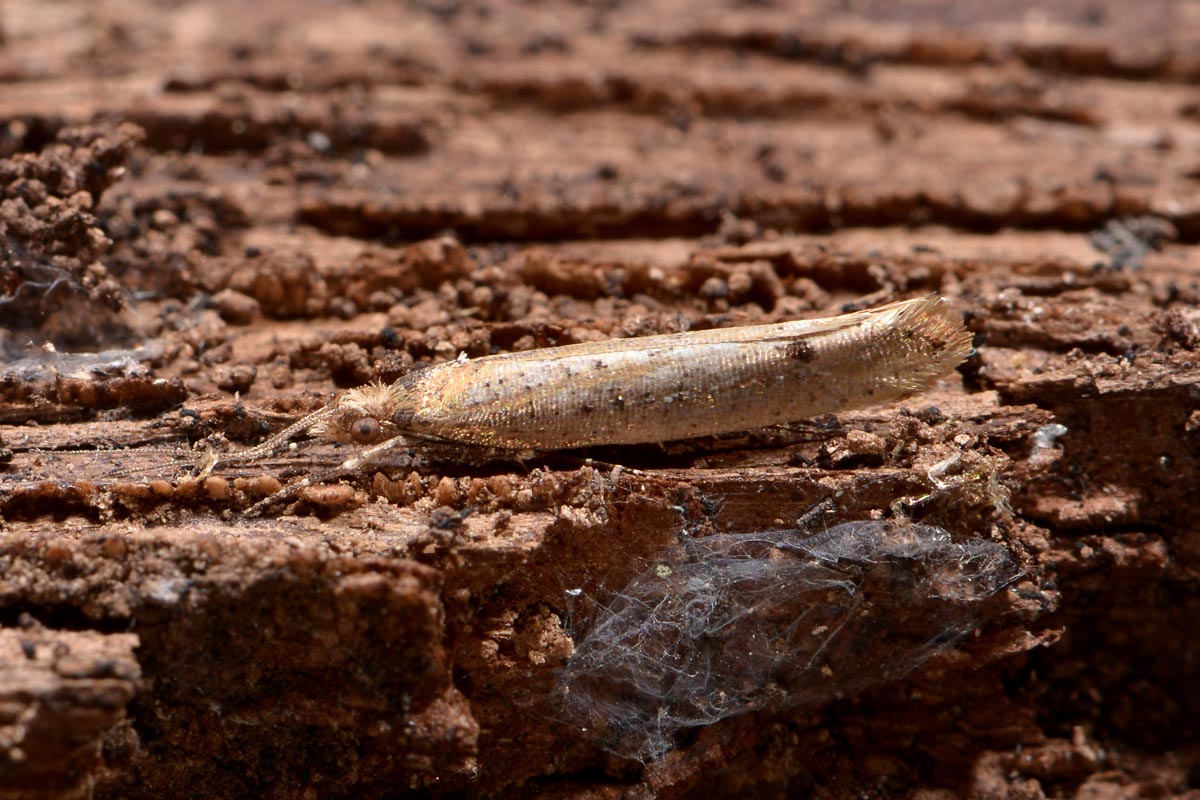 Ypsolophidae? Si, Ypsolopha ustella